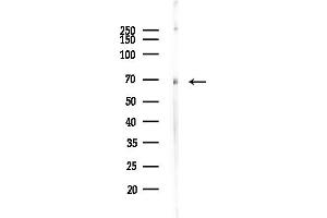anti-Lamin B2 (LMNB2) (Internal Region) antibody