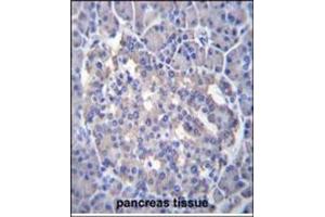 Immunohistochemistry analysis in Formalin Fixed, Paraffin Embedded Human pancreas tissue stained with antibody (Center Y335) followed by peroxidase conjugation of the secondary antibody and DAB staining. (SESN3 Antikörper  (Middle Region))