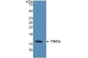Detection of Recombinant MRP1, Rat using Polyclonal Antibody to Chemokine (C-C motif) ligand 6 (CCL6) (CCL6 Antikörper  (AA 21-115))