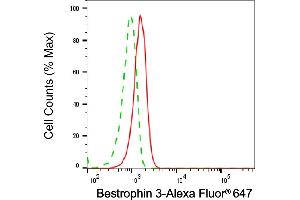 anti-Bestrophin 3 (BEST3) antibody