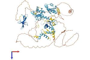 RBM5 Protein (AA 1-815) (His tag)
