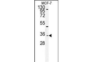 Western blot analysis of TTL Antibody (C-term) (ABIN651357 and ABIN2840199) in MCF-7cell line lysates (35 μg/lane). (TTPAL Antikörper  (C-Term))
