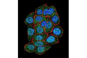 Confocal immunofluorescent analysis of ASXL1 Antibody (Center) (ABIN655084 and ABIN2844718) with Hela cell followed by Alexa Fluor 488-conjugated goat anti-rabbit lgG (green). (ASXL1 Antikörper  (AA 521-549))