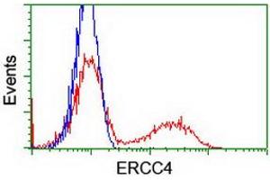 HEK293T cells transfected with either RC223300 overexpress plasmid (Red) or empty vector control plasmid (Blue) were immunostained by anti-ERCC4 antibody (ABIN2454883), and then analyzed by flow cytometry. (ERCC4 Antikörper)