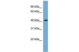 Image no. 1 for anti-Testis-Specific serine Kinase 2 (TSSK2) (AA 251-300) antibody (ABIN6741833) (TSSK2 Antikörper  (AA 251-300))