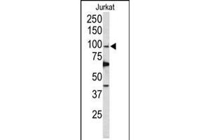Western blot analysis of POLD1 Antibody in Jurkat cell line lysates (35ug/lane) (POLD1 Antikörper  (AA 710-739))