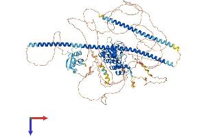 TP53BP2 Protein (AA 1-1128) (His tag)