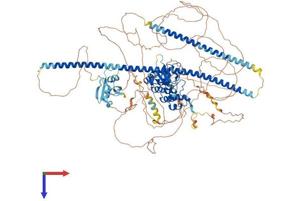 TP53BP2 Protein (AA 1-1128) (His tag)