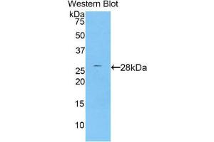 Western Blotting (WB) image for anti-Protease, serine, 8 (PRSS8) (AA 33-218) antibody (ABIN1860329) (PRSS8 Antikörper  (AA 33-218))