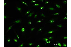 Immunofluorescence of purified MaxPab antibody to PWP2 on HeLa cell. (PWP2 Antikörper  (AA 1-919))