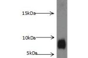 Western blot analysis of K-562 cells subjected to SDS-PAGE, with S100A8 Antibody (dilution 1:1000). (S100A8 Antikörper)