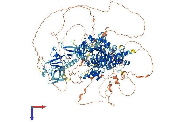KDM3A Protein (AA 1-1323) (His tag)