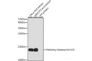 Western blot analysis of extracts of various cell lines using TriMethyl-Histone H4-K20 Polyclonal Antibody at dilution of 1:1000. (Histone H4 Antikörper  (3meLys20))