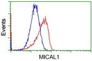 Flow cytometric Analysis of Hela cells, using anti-MICAL1 antibody (ABIN2453287), (Red), compared to a nonspecific negative control antibody (TA50011), (Blue). (MICAL1 Antikörper)
