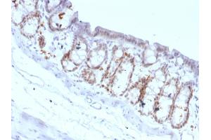Formalin-fixed, paraffin-embedded Rat Colon stained with FOXA1 Monoclonal Antibody (FOXA1/1518). (FOXA1 Antikörper  (AA 372-472))