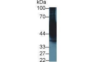 Western Blotting (WB) image for anti-Cytochrome P450, Family 3, Subfamily A, Polypeptide 7 (CYP3A7) (AA 344-497) antibody (ABIN7427744)