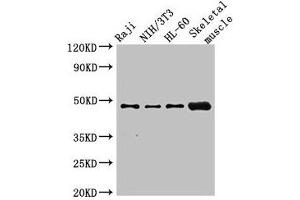 Western Blot Positive WB detected in: Raji whole cell lysate, NIH/3T3 whole cell lysate, HL60 whole cell lysate, Mouse skeletal muscle tissue All lanes: RBM22 antibody at 2. (RBM22 Antikörper  (AA 2-250))