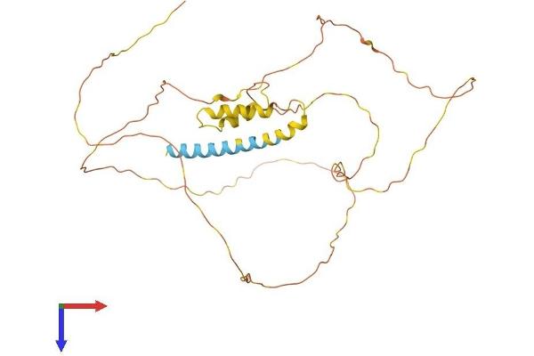 PRRT2 Protein (AA 1-346) (His tag)
