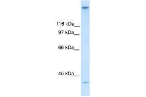 WB Suggested Anti-ZNF318 Antibody Titration:  0. (ZNF318 Antikörper  (N-Term))