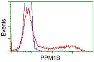 HEK293T cells transfected with either RC212918 overexpress plasmid (Red) or empty vector control plasmid (Blue) were immunostained by anti-PPM1B antibody (ABIN2454509), and then analyzed by flow cytometry. (PPM1B Antikörper)