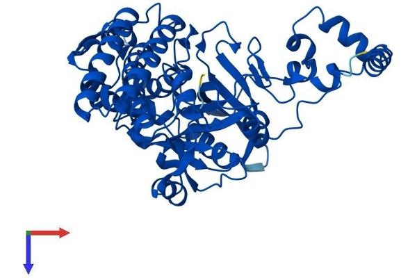 BLMH Protein (AA 1-455) (His tag)