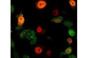 Immunofluorescence (IF) image for anti-Interleukin 1 alpha (IL1A) antibody (ABIN2665123) (IL1A Antikörper)