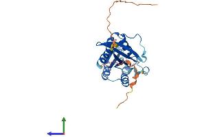 RAB33B Protein (AA 1-229) (His tag)