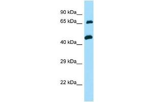 WB Suggested Anti-TXLNA Antibody Titration: 1.