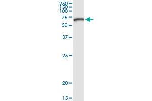 Immunoprecipitation of ZNF182 transfected lysate using anti-ZNF182 MaxPab rabbit polyclonal antibody and Protein A Magnetic Bead , and immunoblotted with ZNF21 MaxPab mouse polyclonal antibody (B01) .