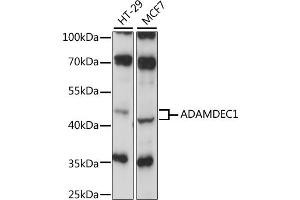 Western blot analysis of extracts of various cell lines, using ADAMDEC1 antibody (ABIN6291725) at 1:1000 dilution. (ADAMDEC1 Antikörper)