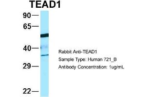 Western Blotting (WB) image for anti-TEA Domain Family Member 1 (SV40 Transcriptional Enhancer Factor) (TEAD1) (C-Term) antibody (ABIN2781167)