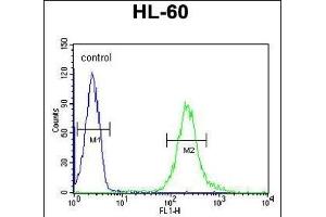 FKBPL Antibody (C-term) (ABIN1881347 and ABIN2840192) flow cytometric analysis of HL-60 cells (right histogram) compared to a negative control cell (left histogram). (FKBPL Antikörper  (C-Term))