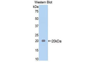 Western Blotting (WB) image for anti-alpha-2-Macroglobulin (A2M) (AA 574-734) antibody (ABIN1857847)