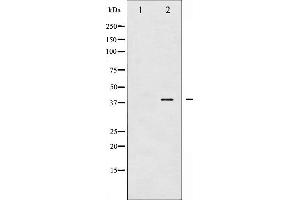 Western Blotting (WB) image for anti-Jun D Proto-Oncogene (JUND) (pSer255) antibody (ABIN6255135)