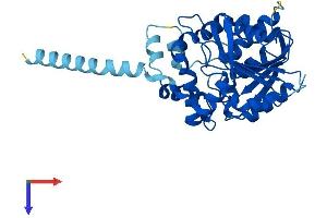 MEST Protein (AA 1-335) (His tag)