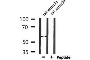 ENDOD1 Antikörper  (Internal Region)