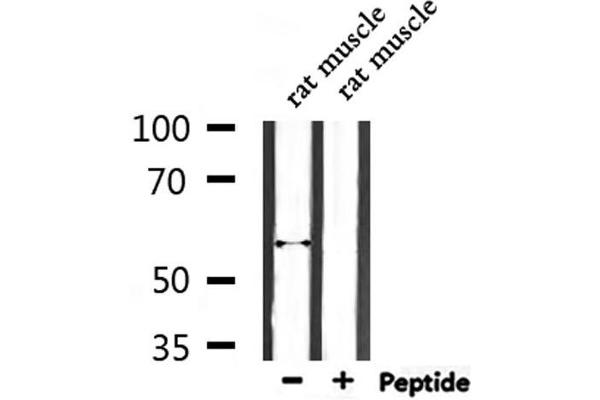 ENDOD1 Antikörper  (Internal Region)