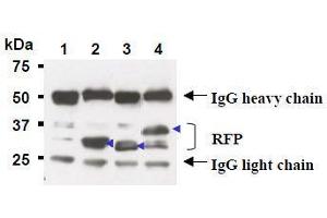 Western Blotting (WB) image for anti-Red Fluorescent Protein (RFP) antibody (Agarose Beads) (ABIN1449297)