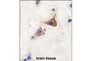 Formalin-fixed and paraffin-embedded human brain tissue reacted with Junctophilin 3 Antibody (Center) (ABIN389172 and ABIN2839337) , which was peroxidase-conjugated to the secondary antibody, followed by DAB staining. (Junctophilin 3 Antikörper  (AA 549-578))