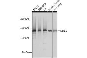 Western blot analysis of extracts of various cell lines, using DDB1 Rabbit mAb (ABIN7266673) at 1:1000 dilution. (DDB1 Antikörper)