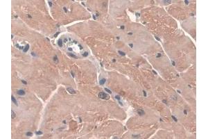 Immunohistochemistry (IHC) image for anti-Glutathione Peroxidase 3 (Plasma) (GPX3) (AA 3-72) antibody (ABIN7443332)