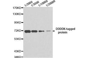 Western blot analysis of over-expressed DDDDK-tagged protein in 293T cell using DDDDK antibody at different dilution. (DDDDK Tag Antikörper)