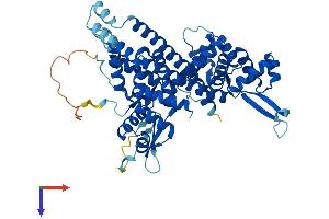 POLR3C Protein (AA 1-534) (His tag)