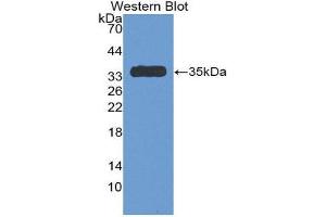 Western Blotting (WB) image for anti-Serpin Family C Member 1 (SERPINC1) (AA 150-426) antibody (ABIN1077811) (SERPINC1 Antikörper  (AA 150-426))