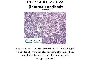 Image no. 2 for anti-G Protein-Coupled Receptor 132 (GPR132) (Internal Region) antibody (ABIN1734932)