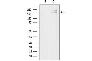 anti-Mediator Complex Subunit 14 (MED14) (Internal Region) antibody
