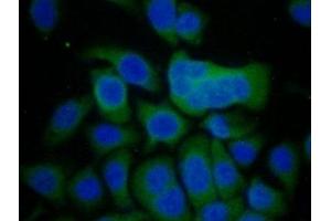 Immunofluorescence (IF) image for anti-Cadherin-16 (CDH16) (AA 353-617) antibody (ABIN7441937)