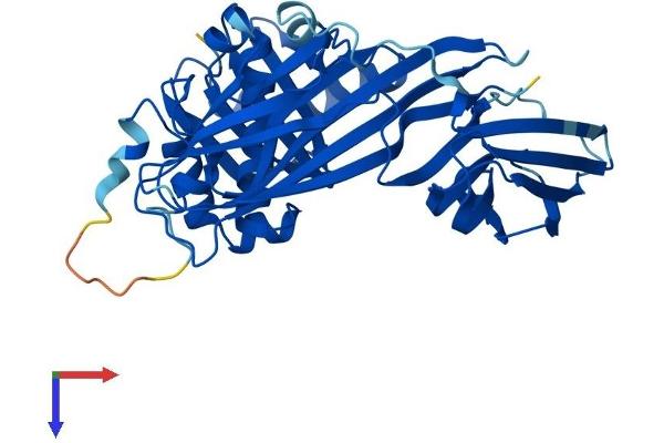 AP1m2 Protein (AA 1-423) (His tag)