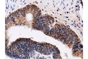 Immunohistochemical staining of paraffin-embedded Human Kidney tissue using anti-QPRT mouse monoclonal antibody. (QPRT Antikörper)