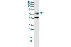 FGB monoclonal antibody (M01), clone 1D7. (Fibrinogen beta Chain Antikörper  (AA 392-491))